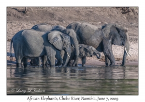 African Elephants