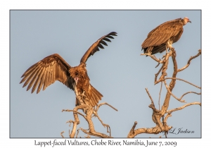 Lappet-faced Vultures