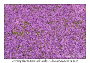 Creeping Thyme