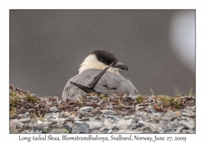 Long-tailed Skua