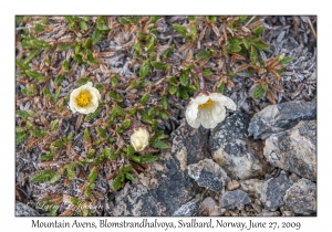 Mountain Avens