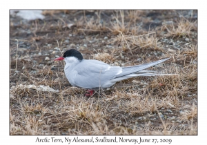 Arctic Tern