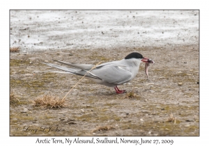 Arctic Tern