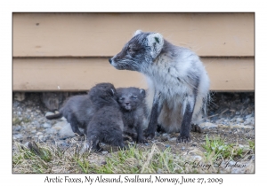 Arctic Foxes