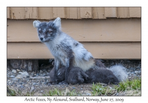 Arctic Foxes