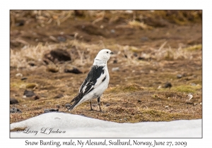 Snow Bunting