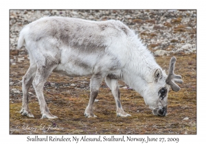 Svalbard Reindeer