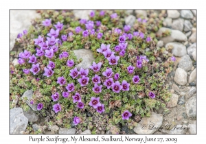 Purple Saxifrage