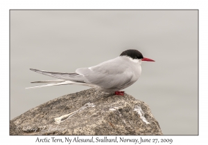 Arctic Tern