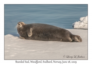 Bearded Seal