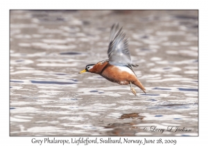 Grey Phalarope