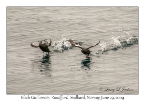 Black Guillemots