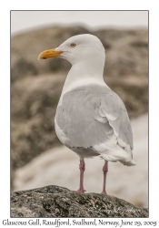 Glaucous Gull