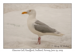 Glaucous Gull