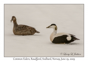 Common Eider