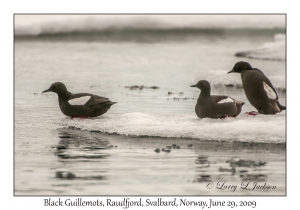 Black Guillemots