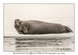 Bearded Seal