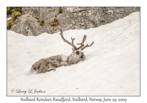 Svalbard Reindeer