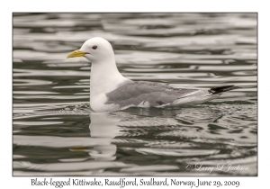 Black-legged Kittiwake