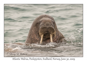 Atlantic Walrus