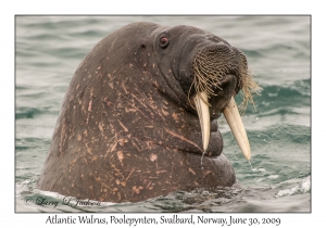 Atlantic Walrus