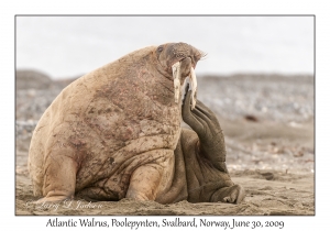 Atlantic Walrus