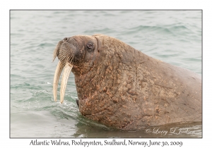 Atlantic Walrus