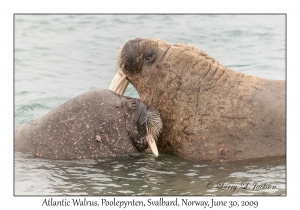 Atlantic Walrus