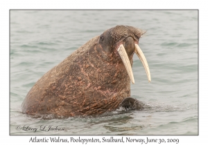 Atlantic Walrus