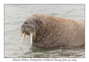 Atlantic Walrus