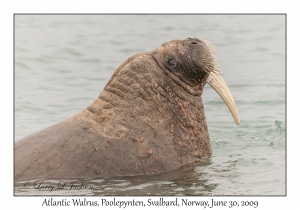 Atlantic Walrus