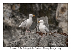 Glaucous Gull