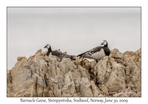 Barnacle Goose