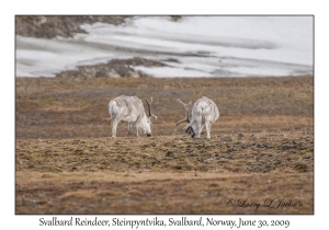 Svalbard Reindeer