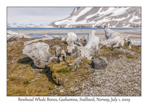 Bowhead Whale Bones