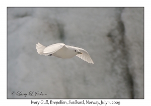 Ivory Gull