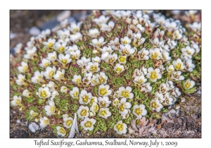 Tufted Saxifrage