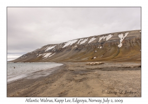 Atlantic Walrus