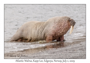 Atlantic Walrus