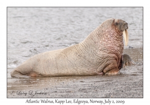 Atlantic Walrus