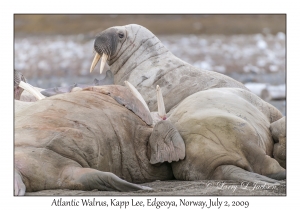 Atlantic Walrus