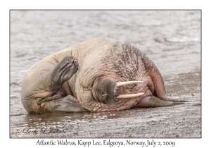 Atlantic Walrus