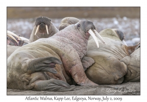 Atlantic Walrus