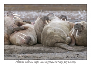 Atlantic Walrus