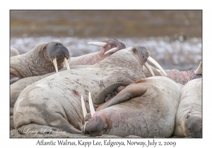 Atlantic Walrus