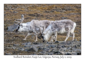 Svalbard Reindeer