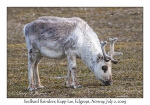 Svalbard Reindeer