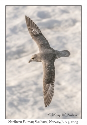 Northern Fulmar