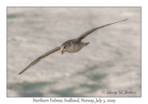 Northern Fulmar