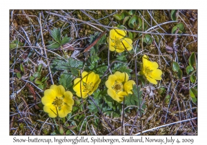 Snow-buttercups